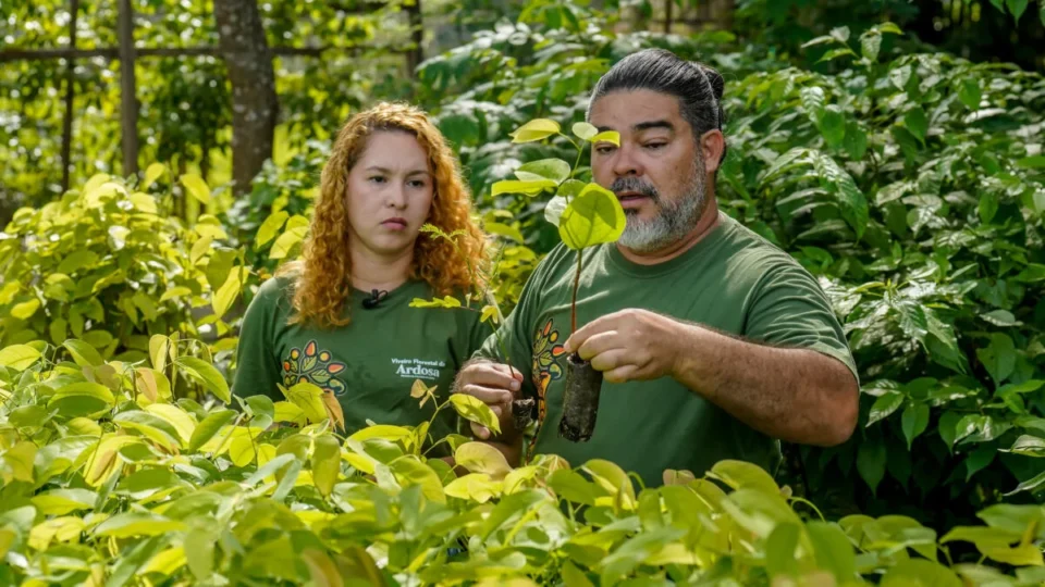 Conheça o casal paraense que produz mais de 100 espécies nativas e ajuda a reflorestar a Amazônia