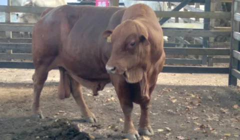 INOVAÇÃO NO CAMPO: touro Senepol chama atenção na Expofeira