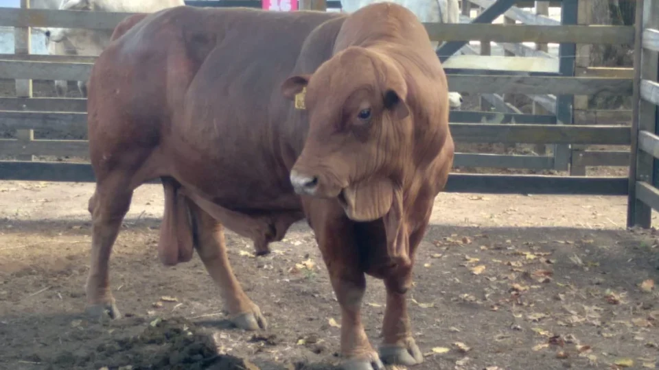 INOVAÇÃO NO CAMPO: touro Senepol chama atenção na Expofeira